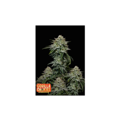 Gorilla Cookies FF, Фасовка: 1